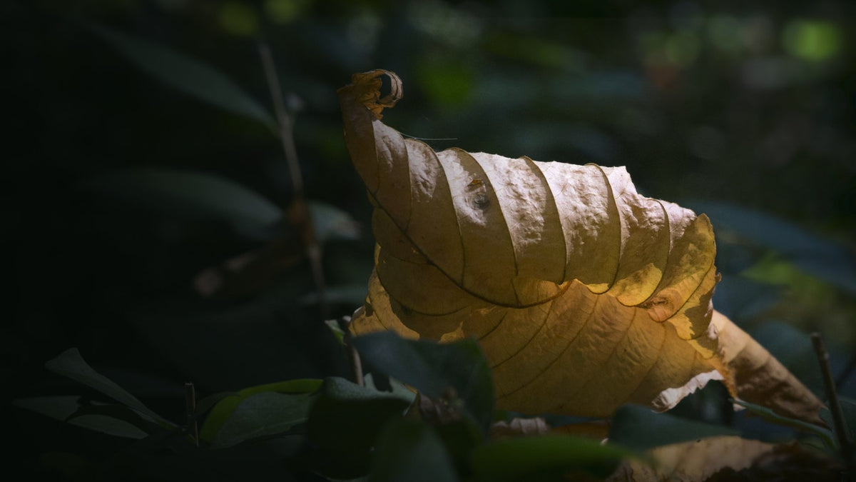 Herbstblatt im Gegenlicht